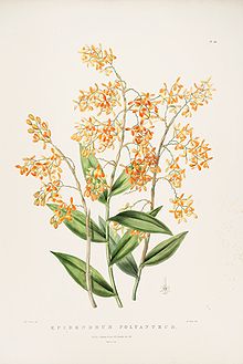 Epidendrum polyanthum - بتمن ارک. مکس گوات pl 34 (1842) .jpg