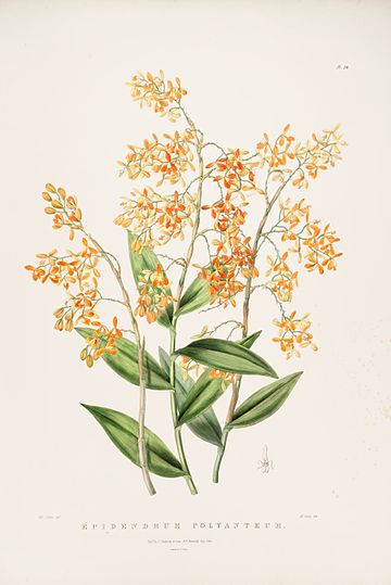 Epidendrum sect. Polycladia