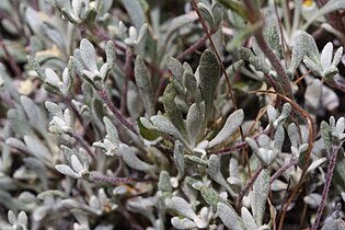 Eriogonum douglasii