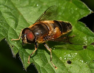 <i>Eristalis pertinax</i> Species of fly