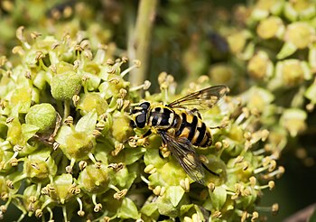 Myathropa florea