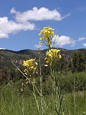 <center>Erysimum asperum</center>