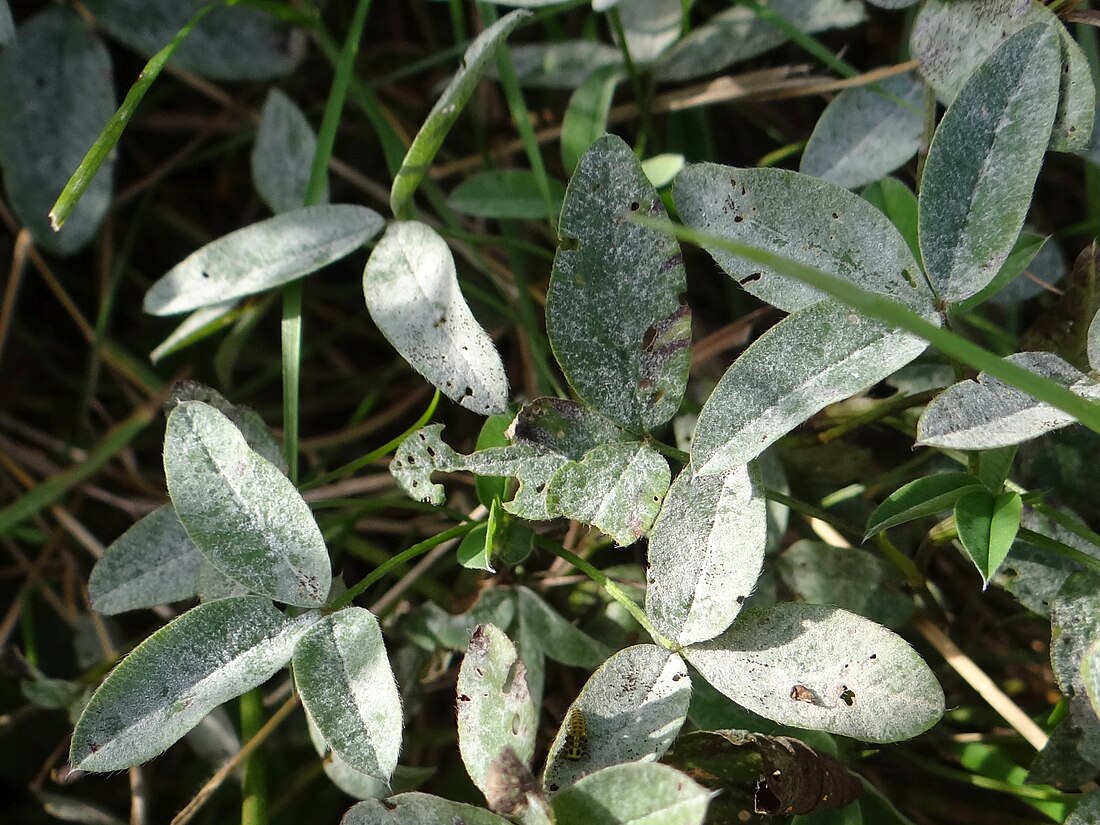 车轴草白粉菌