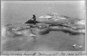 Eskimo cutting head off walrus at Ice Cape, Alaska LCCN2002714997.jpg