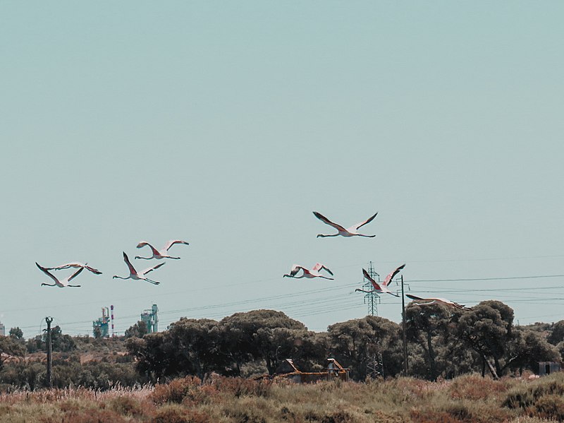 File:Estuário do Sado- Flamingos a voar.jpg