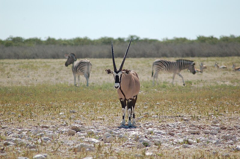 File:Etosha National Park, Namibia (2895602399).jpg