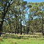 Thumbnail for Eucalyptus aggregata