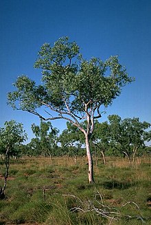 Kayu putih brevifolia.jpg