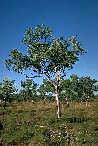 <i>Eucalyptus brevifolia</i> Species of eucalyptus
