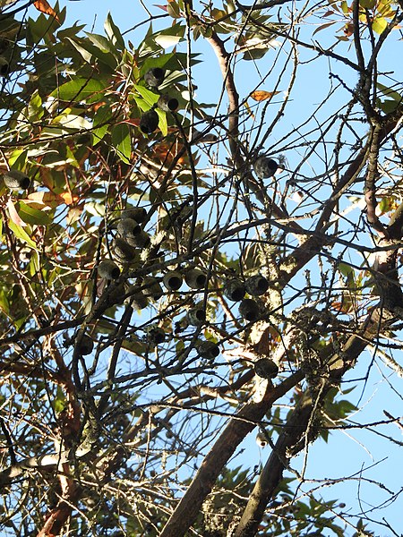 File:Eucalyptus ficifolia-1-botanical garden-ooty-India.jpg