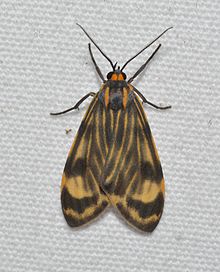 Eucereon phaeoproctum - Moths of Costa Rica (24830196639).jpg