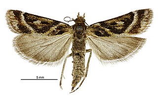 <i>Eudonia xysmatias</i> Species of moth