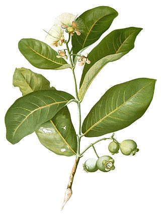 <i>Syzygium aqueum</i> Species of tree