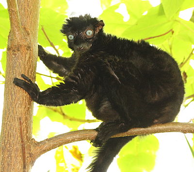 Eulemur flavifrons