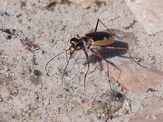 <i>Eunota togata</i> Species of beetle