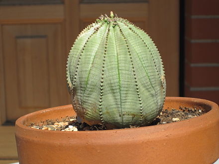 Молочай тучный. Euphorbia obesa v. Symmetrica. Трахиандра молочай тучный. Euphorbia obesa разновидности.