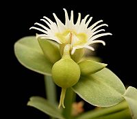 Euphorbia sarcodes
