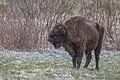 * Nomination European bison (Bison bonasus) young male --Charlesjsharp 09:19, 9 May 2023 (UTC) * Promotion  Support Good quality. --Halavar 16:56, 9 May 2023 (UTC)