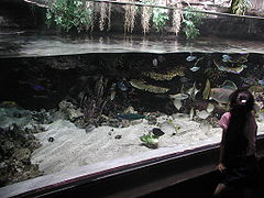 Entrance to the Tropical Pacific Gallery, designed to replicate a tropical coral reef lagoon.