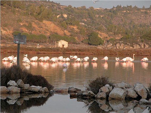 flamants des étangs de Bages