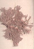 FMIB 53615 Rhodophycees ou Floridees (Algues rouges) Corallinees, Corallina rubens Ell.jpeg