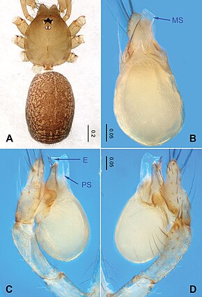 Bildbeschreibung Falcileptoneta baegunsanensis (10.3897-zookeys.872.34594) Abbildung 1.jpg.