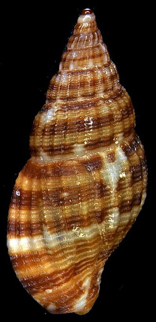 <i>Falsuszafrona pseudopulchella</i> Species of gastropod