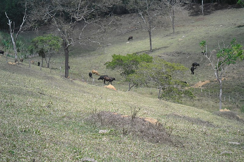 File:Fazenda S. Pereira - panoramio.jpg