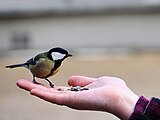 English: Parus major Feeding Polski: Karmienie sikorki bogatki zimą w warszawskich Łazienkach