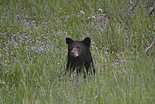 Female black bear in the fields of Cades Cove Female Black Bear in Cades Cove.jpg