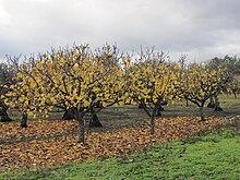 Verger à l'automne, en Espagne