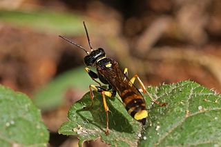 <i>Mellinus arvensis</i> Species of wasp