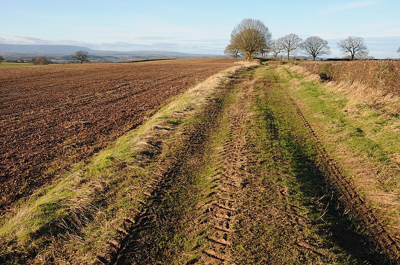 File:Field headland and track - geograph.org.uk - 3256898.jpg