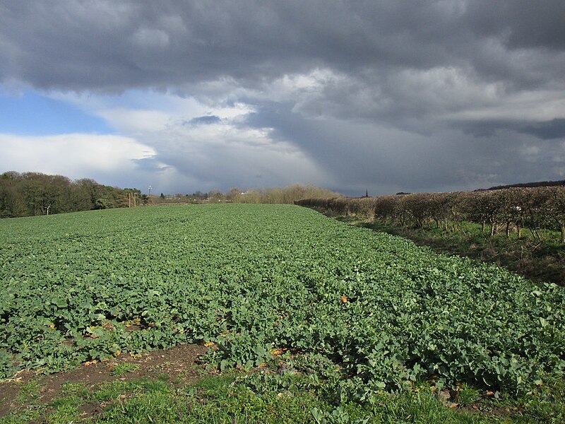 File:Field of oilseed rape, Pickburn - geograph.org.uk - 5723254.jpg