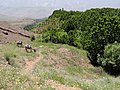 Fields and Cherry Groves - Gazor Khan - Northwestern Iran (7414153058).jpg