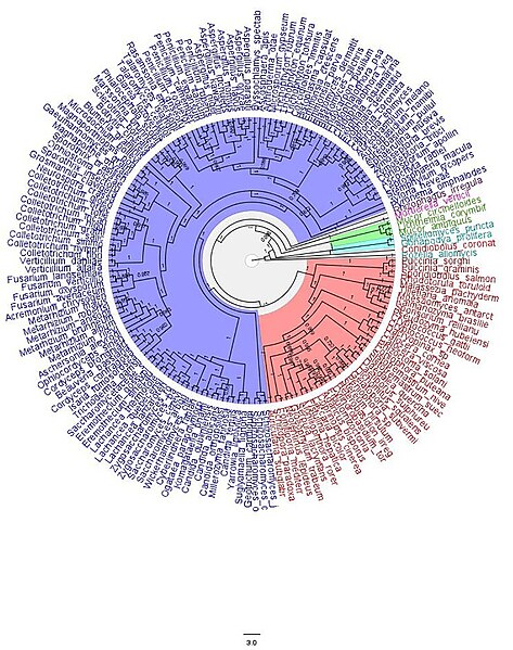 File:Fig. S6. Phylogenetic subtree of P4ATPase in Fungi. Blue- Ascomycota; Red- Basidiomycota; Green- Zygomycota; Cyan- Chytridiomycota; Orange- Entomophthoromycota; Pink- Mucoromycota and Purple- Glomeromycota..jpg