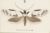 Illustration of female Fig 3 MA I437892 TePapa Plate-XXXI-The-butterflies full (cropped).jpg