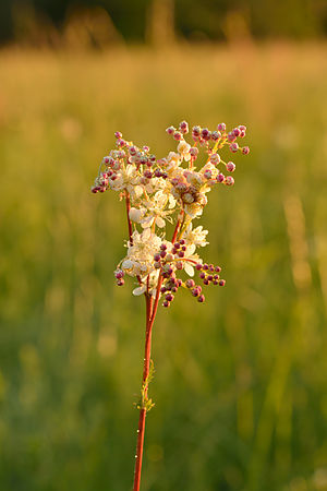 Dropwort (Filipendula vulgaris).