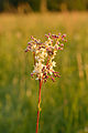 44 Filipendula vulgaris - angerpist uploaded by Iifar, nominated by Iifar