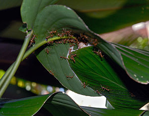 Ameisen: Wortherkunft, Merkmale, Systematik