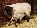Thumbnail for Domestic sheep reproduction