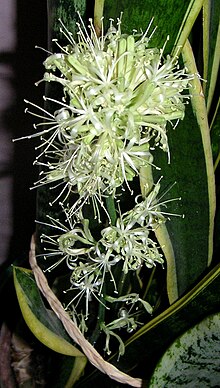 RÃ©sultat de recherche d'images pour "fleur de sansevieria"