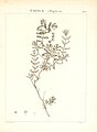 Flora Atlantica, sive, Historia plantarum quae in Atlante, agro Tunetano et Algeriensi crescunt (Plate 107) (7456022948).jpg