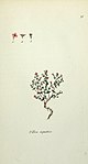 Tavola botanica per Tillaea aquatica, basionimo di C. aquatica.