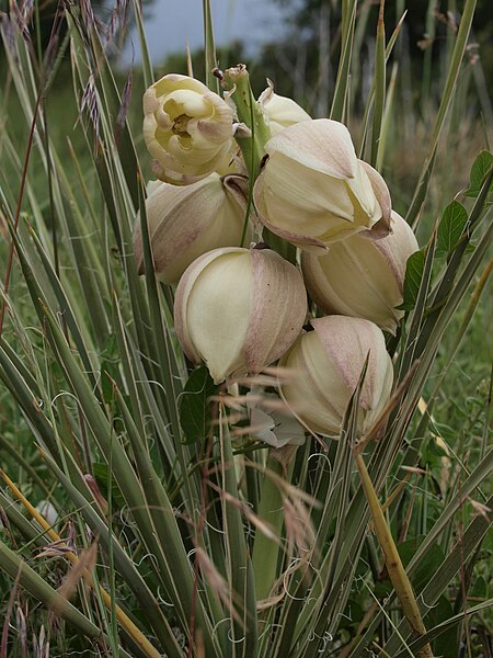 File:Flowers Roxbourough Park (3999682834).jpg