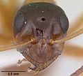 Formica limata casent0104881 head 1.jpg