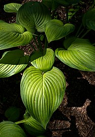 Fragrant plantain lily (Hosta Plantagenet), Heritage Museum and Gardens, Sandwich, Massachusetts, US