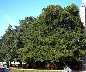 Imagen ilustrativa del artículo Millennium Yews de La Lande-Patry