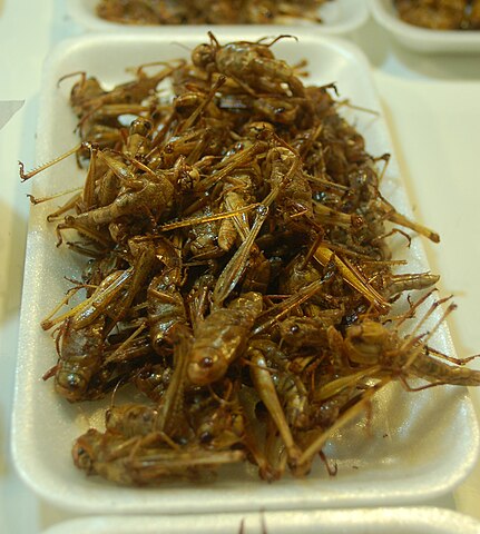 Deep fried locusts - eating bugs in Thailand