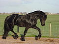 black horse